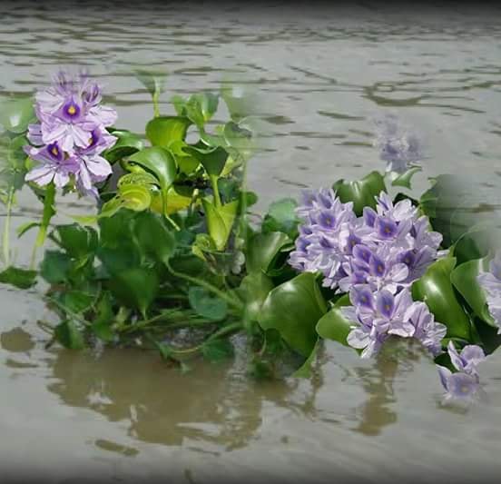 Lục bình tím thương